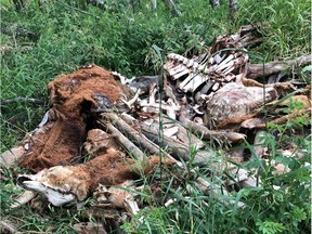 Sara Seelhof said ranchers and hunters have been unloading dead animals along the property line of their horse ranch near Bottrel, about 20 km north of Cochrane, and the carcasses are attracting predators.