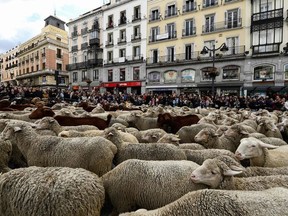 Flocks of sheep and goats are herded in the city center of Madrid on October 20, 2019.