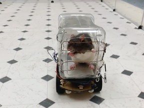 This image courtesy of the University of Richmond shows a lab rat driving the "RatCar" on October 1, 2019, in Richmond, Virginia. (University of Richmond/AFP via Getty Images)