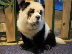 A chow-chow dog dyed in the likeness of a giant panda is pictured at a pet cafe in Chengdu, Sichuan province, China, Oct. 27, 2019. Picture taken Oct. 27, 2019.