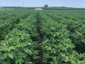 Genetically modified cotton plants with an edible cottonseed trait are seen growing near Belvidere, North Carolina, in this image released October 11, 2019. (Texas A&M University/Handout via REUTERS)