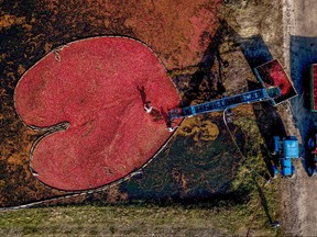 This Oct. 19, 2018 file photo shows workers as they harvest cranberries at the 'Polesskie Zhuraviny' state farm in the village of Selishche, some 300 km south of Minsk, Belarus. (MAXIM MALINOVSKY / AFP)