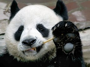 In this file photo taken on September 3, 2005, Chuang Chuang, a giant panda on loan to Thailand from China, eats bamboo at the Chiang Mai Zoo in northern Thailand. (PORNCHAI KITTIWONGSAKUL/AFP/Getty Images)