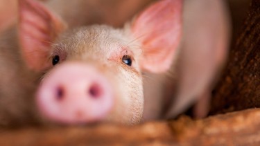 close up of cute pink pig in wooden farm with black eyes looking in camera