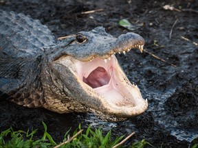 Alligator with jaws wide open