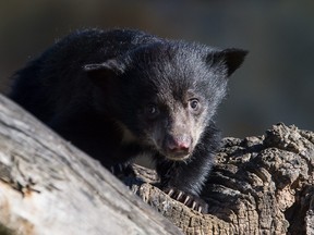 A three-months-old sloth bear baby explores its enclosure at the Zoologischer Garten zoo in Berlin on March 27, 2017. (SILAS STEIN/DPA/AFP via Getty Images)