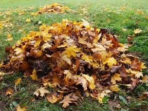 Pile of fallen leaves in autumn park. Fall background