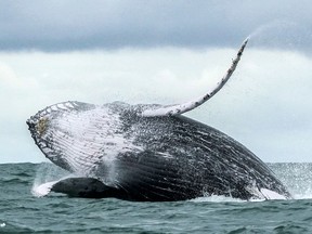 A humpback whale jumps in the Pacific Ocean on August 12, 2018. (MIGUEL MEDINA/AFP/Getty Images)