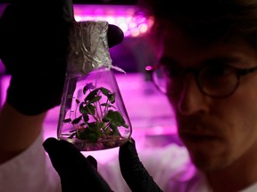 Scientist Jan Lukacevic looks at a flask with germinated plants as a part of an experiment called Marsonaut at Prague University of Life Sciences in Prague, Czech Republic, Oct. 30, 2019.