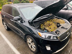 Walnuts and grass hidden by squirrels are seen under the hood of a car, in Allegheny County, Pa., in this Oct. 7, 2019, image obtained via social media.