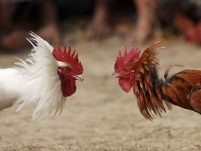A traditional cock fight is shown in Jagiroad in Gauhati, India on Friday, Jan. 18, 2008.