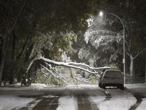 An early winter storm with heavy wet snow caused fallen trees, many on cars, and power lines in Winnipeg early Friday, October 11, 2019.