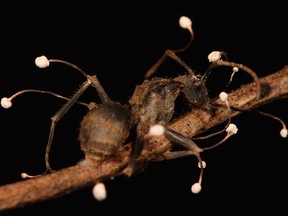 An infected zombie ant in Ghana. (Dr. Joao Araujo)