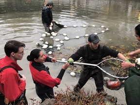 Members of Aquaterra Environmental and the Vancouver Aquarium removing Koi fish from a pond on Nov. 28, 2018, which had become a wild otter's hunting ground.