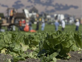 The Public Health Agency of Canada says this is the fourth E. coli outbreak linked to romaine lettuce affecting Canadian consumers in the last two years.