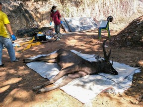 In this handout photo released by the Office of Protected Area Region 13 on Nov. 26, 2019 and taken on Nov. 25, veterinarians prepare to examine a dead deer at Khun Sathan National Park in Thailand's Nan province. (HANDOUT/Office of Protected Area Region /AFP via Getty Images)