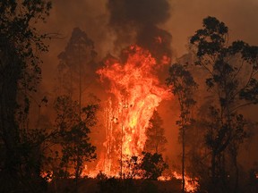 A fire rages in Bobin, north of Sydney on November 9, 2019, as firefighters try to contain dozens of out-of-control blazes that are raging in the state of New South Wales. (PETER PARKS/AFP via Getty Images)