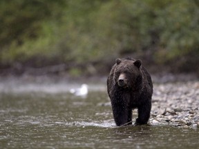 A grizzly bear is seen fishing for a salmon along the Atnarko river in Tweedsmuir Provincial Park near Bella Coola, B.C. Saturday, Sept 11, 2010.