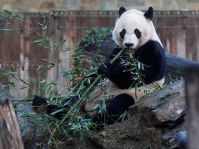 Bei Bei, the giant panda, is seen for the last time at the Smithsonian National Zoo, before his departure to China, in Washington, U.S., November 19, 2019. (REUTERS/Yara Nardi)