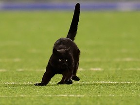 A black cat runs on the field during the second quarter of the New York Giants and Dallas Cowboys game at MetLife Stadium on Nov. 4, 2019 in East Rutherford, N.J.