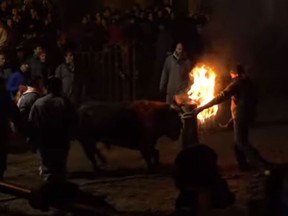 fire-bull