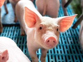 Ecological pigs and piglets at the domestic farm