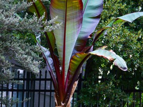 An ensete ventricosum plant, commonly known as the Ethiopian banana, is pictured in this file photo. (Getty Images)