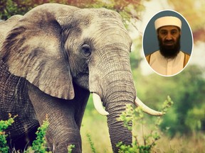 An elephant named after Osama bin Laden reportedly trampled five villagers to death. (Getty Images)