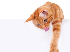 A ginger cat sticks its tongue out.