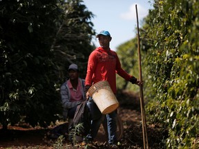 Workers are seen in a coffee farm during a labor ministry operation to identify workers in conditions analogous to slavery, in Campos Alto, Minas Gerais State, Brazil August 12, 2019. (REUTERS/Adriano Machado)