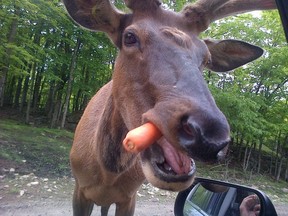 A very close encounter with a moose at Omega Park in Quebec.