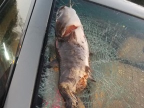 A  North Carolina woman claims catfish smashed her vehicle's windshield. (Facebook)