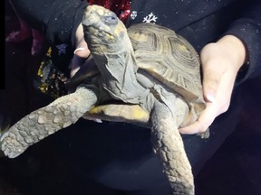 An 'angry' tortoise is the likely culprit of a Christmas blaze in the U.K. (Facebook)