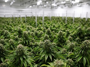 Canopy Growth cannabis facility.