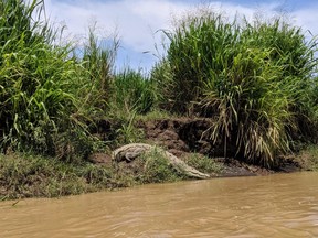 An American crocodile is seen sunbathing by the Tarcoles River.