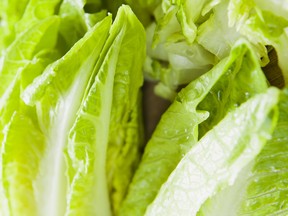 Romaine Lettuce -  green healthy salad ingredient.