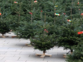 Christmas trees for sale. (Getty Images)