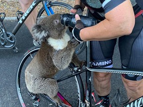 A koala receives water from a cyclist during a severe heatwave that hit the region, in Adelaide, South Australia, Australia Dec. 27, 2019 in this image taken from social media.