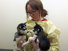 17 puppies and two adult Huskies were surrendered from an Interior property to the BC SPCA over the Christmas holiday.
