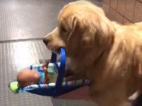 Franklin Police Department therapy dog Ben Franklin is caught stealing toys from a charity drive in a video posted by police. (Facebook)