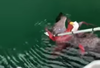 Staff at a fish farm near Quatsino on Vancouver Island witnessed a rare tangle between an eagle and an octopus — and captured the result on video.