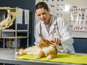 Dr. Daniel Pang, co-author of new Cat Grimace Scale study, assesses Barney the cat at a lab in University of Calgary Faculty of Veterinary Medicine on Friday, Jan. 17, 2020. /Postmedia