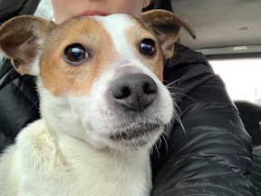 A female Jack Russell-mix dog found abandoned in a suitcase Jan. 4, 2020 near 4100 Dundas S. W. by the Dundas St. bridge