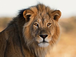 An African lion.