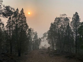The Sun rises over the Australian bushland of Cooma, some 114 km south of Canberra on Saturday, Jan. 4, 2020.