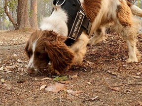 Taylor, a koala detection dog, sniffs fresh koala scat during a demonstration that shows how the dog spots the marsupial, at Port Macquarie, New South Wales, Australia, November 22, 2019, in this still image from video courtesy of Tate Animal Training Enterprises.