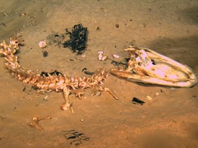 Brown brown, fuzzy carpet-like bone-feeding worms can be seen feeding off the jaw of an alligator carcass in this screengrabe of a YouTube video. (LUMCON/YouTube)