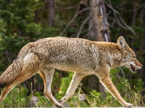 In this file photo taken on October 8, 2012, a coyote runs down the road in Yellowstone National Park in Wyoming. (KAREN BLEIER/AFP via Getty Images)
