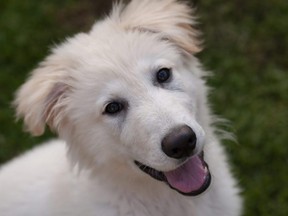 A white long-haired German Shepherd puppy.