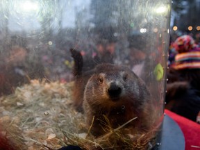 Punxsutawney Phil did not see his shadow predicting an early spring  during the 133rd annual Groundhog Day festivities on Feb. 2, 2019 in Punxsutawney, Pa. (Jeff Swensen/Getty Images)